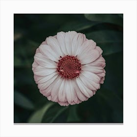 Geranium Canvas Print