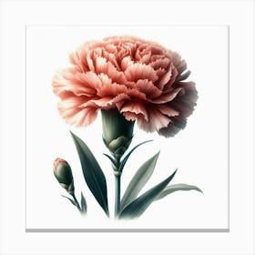 Carnation Flower 6 Canvas Print