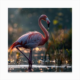 Flamingo 71 Canvas Print