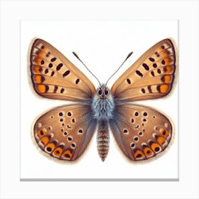 Butterfly of Thymelicus sylvestris 7 Canvas Print