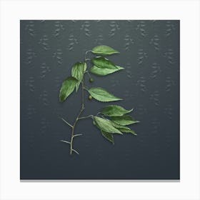 Vintage European Nettle Tree Botanical on Slate Gray Pattern n.0097 Canvas Print