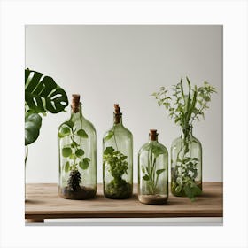 Terrariums Canvas Print