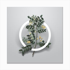 Vintage Siberian Pea Tree Minimalist Botanical Geometric Circle on Soft Gray n.0295 Canvas Print
