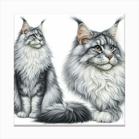 Grey-white maine coon cat 6 Canvas Print