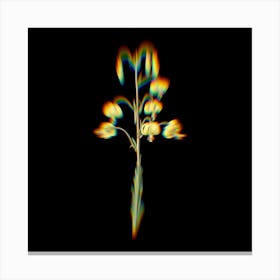 Prism Shift Lilium Pyrenaicum Botanical Illustration on Black n.0320 Canvas Print