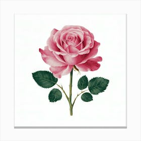 Pink Rose 7 Canvas Print