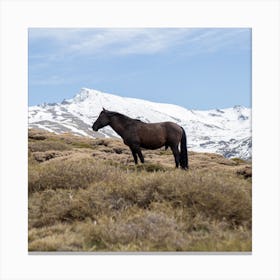 Wild Mountain Horse Canvas Print