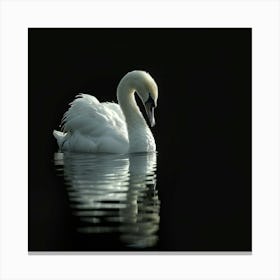 Beautiful Swan 14 Canvas Print