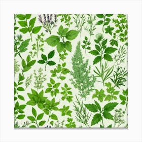 Herb Leaves On A White Background Canvas Print