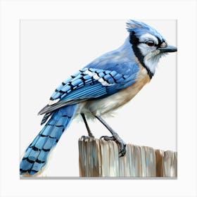 Blue Jay 1 Canvas Print