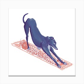 Downward Facing Greyhound Canvas Print