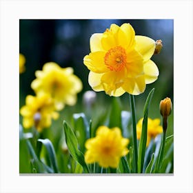 Garden Blossom Summer Grass Bloom Green Buttercup Meadow Field Spring Beautiful Yellow B (1) Canvas Print