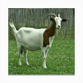 Goat In A Field Canvas Print