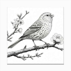 Line Art canary 2 Canvas Print