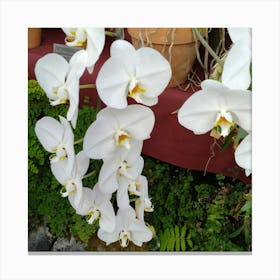 White Orchids 1 Canvas Print