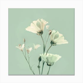 White Flowers Canvas Print