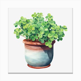 Shamrock Plant Canvas Print