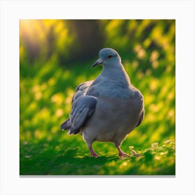 Pigeon Canvas Print