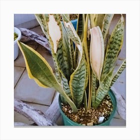 Snake Plant Canvas Print