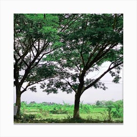 Trees In The Field Canvas Print