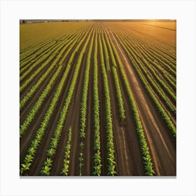 Aerial View Of A Farm Field At Sunset Canvas Print