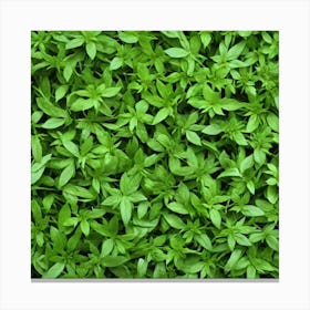 Background Of Green Plants Canvas Print