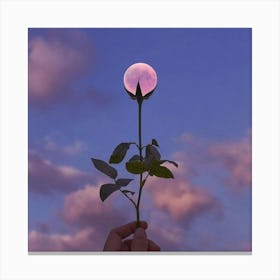 Pink Rose Canvas Print