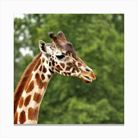 Giraffe 1 Canvas Print