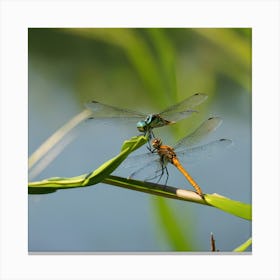 Dragonflies 4 Canvas Print