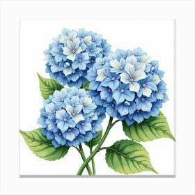 A Watercolor Scene Of Hydrangeas In Full Bloom 1 Canvas Print