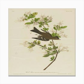 Bird Perched On A Branch 2 Canvas Print