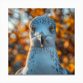 Portrait Of A Seagull 3 Canvas Print