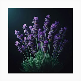 Lavender Flowers On Black Background 3 Canvas Print