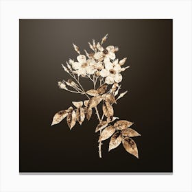 Gold Botanical Musk Rose on Chocolate Brown n.0290 Canvas Print
