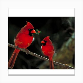 Cardinals Perched On Branch Canvas Print