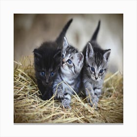 Kittens In Hay Canvas Print