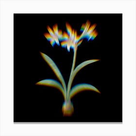 Prism Shift Amaryllis Botanical Illustration on Black n.0324 Canvas Print