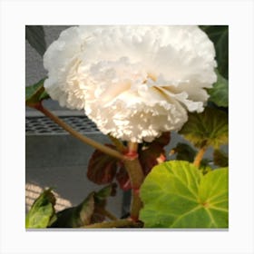 Begonia 15 Canvas Print