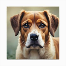 Portrait Of A Dog Canvas Print