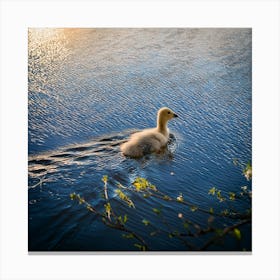 Swan photo 9 Canvas Print