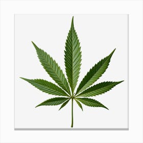 Marijuana Leaf Isolated On Black Background 4 Canvas Print