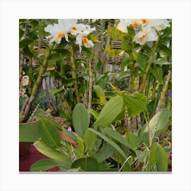 White Orchids 5 Canvas Print