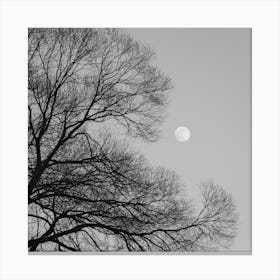 Full Moon Loves Winter Tree Black And White Square Canvas Print