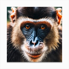 Close Up Of A Monkey 2 Canvas Print