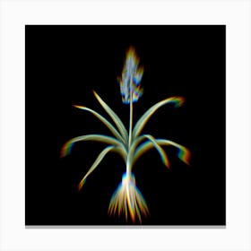 Prism Shift Scilla Patula Botanical Illustration on Black n.0176 Canvas Print