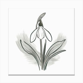 Snowdrop Canvas Print