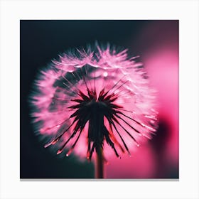 Vivid Pink Light through Dandelion Seeds Canvas Print