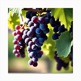 Grapes On The Vine 44 Canvas Print
