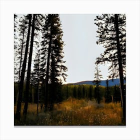 Pine Trees In The Meadow Canvas Print
