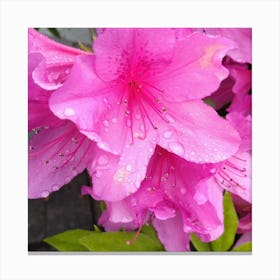 Pink Azaleas 5 Canvas Print